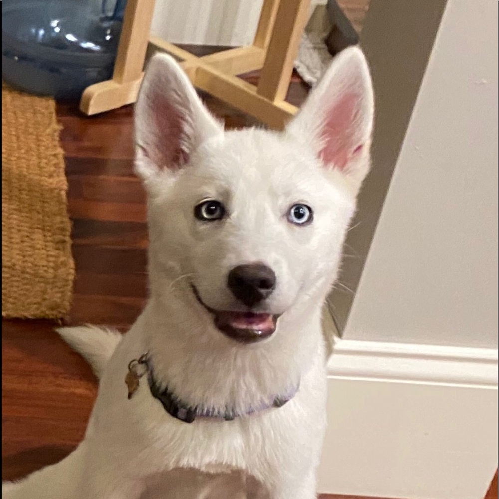 Meet your Posher, Finley